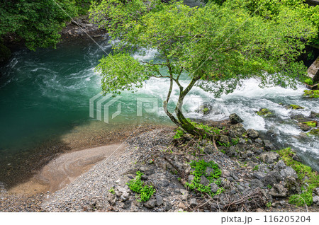 京都賀茂川上流風景　鞍馬川合流地点 116205204
