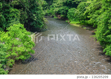 京都洛北の清流鞍馬川 116205209