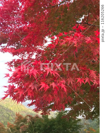 紅葉 紅葉 116205266