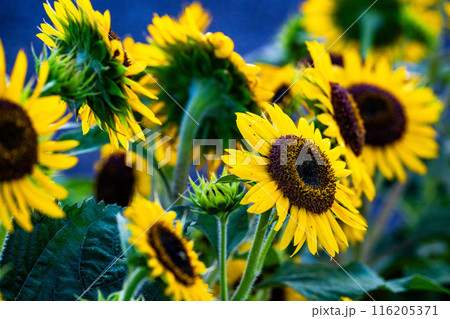 ひまわり ひまわり 116205371