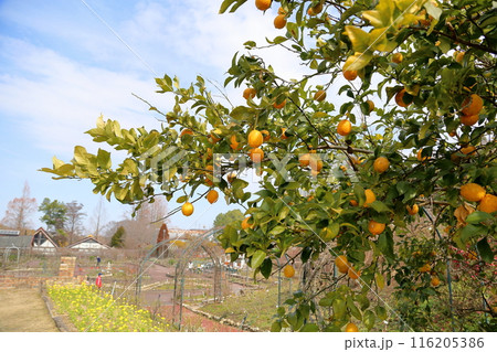 豊作 レモンの実 豊作 レモンの実 116205386