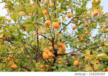 豊作 レモンの実 豊作 レモンの実 116205387