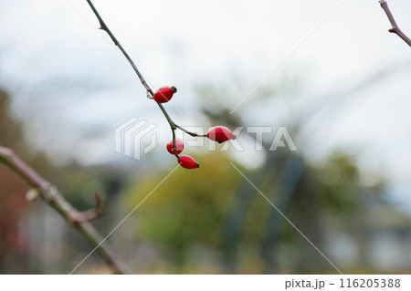 バラの実　ローズヒップ 116205388