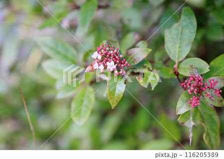 ビバーナムティヌスの花 116205389