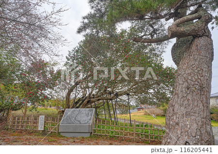 大船渡の三面椿 116205441