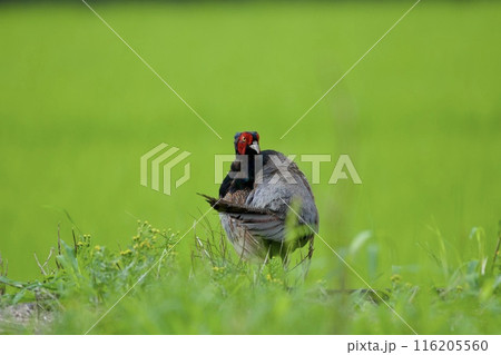 キジ pheasant / Japan 116205560