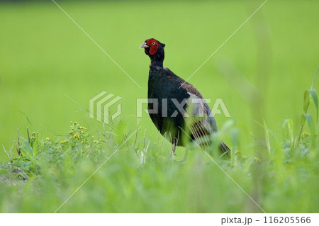 キジ pheasant / Japan 116205566