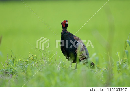 キジ pheasant / Japan 116205567