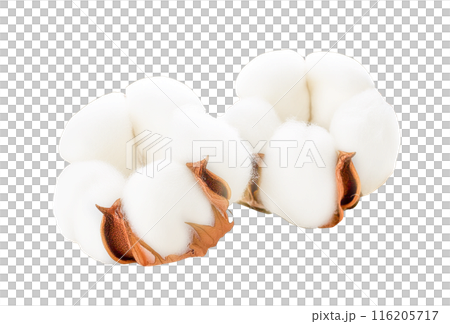Fluffy cotton flower (transparent background) Fluffy cotton flower (transparent background) 116205717