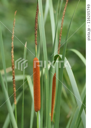 自然　植物　ヒメガマ、ガマ科の植物。ガマより小型で草丈は一、五～二メートルほど 116205749