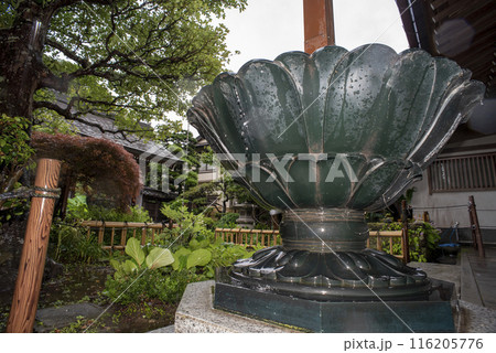 鎌倉246　成就院4　雨天 116205776