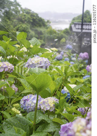 鎌倉246　成就院5　紫陽花 116205777