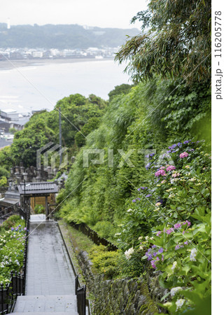 鎌倉246　成就院6　紫陽花 116205778