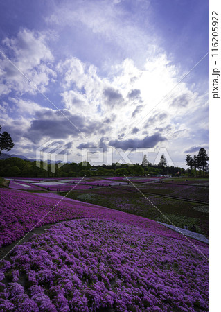 (埼玉県)羊山公園 芝桜の丘 (埼玉県)羊山公園 芝桜の丘 116205922