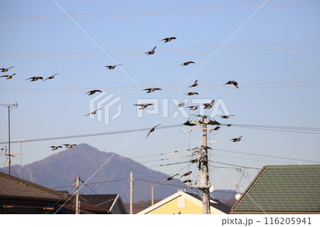 住宅地の空を飛ぶ鳩の群れ 116205941