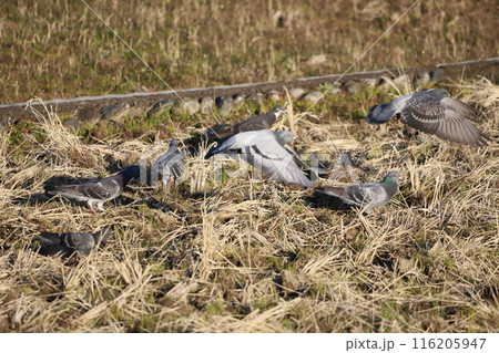 田んぼで餌を食べている鳩と飛んでいる鳩 116205947