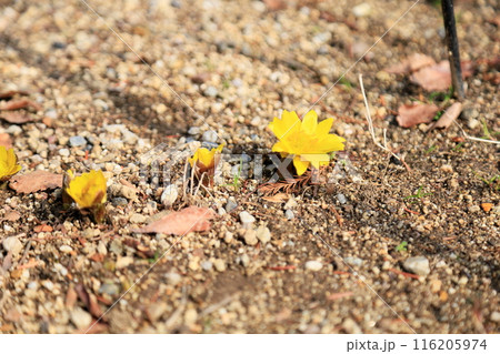 福寿草の花 福寿草の花 116205974