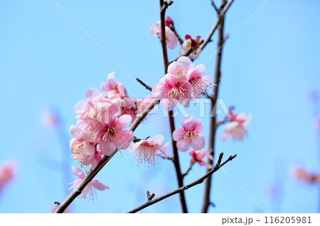 ピンクの梅の花　萩野 116205981