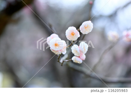やわらか梅の花　朱鷺の舞 116205983