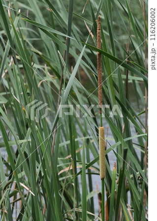 自然　植物　ヒメガマ、花穂は上側に雄花穂で下側に雌花穂。若い雌花は黄緑色、成熟すると赤茶色になります 116206002