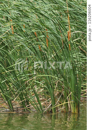 自然　植物　ヒメガマ、浅い水深の水辺に群落を作ります。地下茎は水没していても平気 116206004