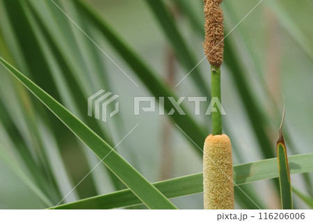 自然　植物　ヒメガマ、雌花と雄花の間はしっかり離れています。ガマやコガマとの識別点です 116206006