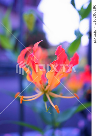 オレンジの花グロリオサ オレンジの花グロリオサ 116206190