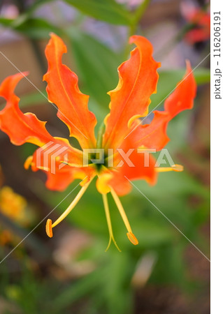 オレンジの花グロリオサ 116206191