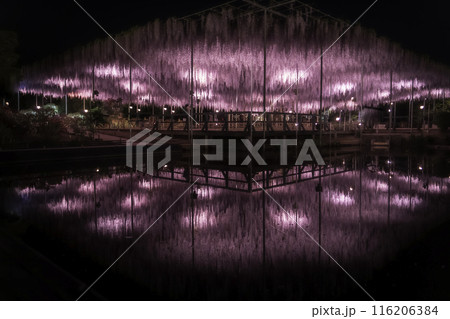 あしかがフラワーパークの藤の花　ライトアップ 116206384