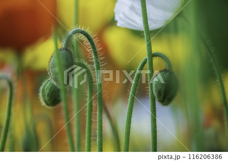 満開のポピー 116206386