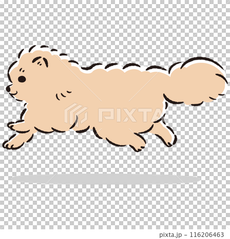 走るポメラニアンのかわいい手描きイラスト 116206463