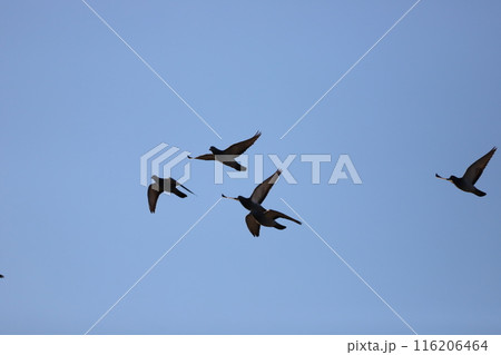 空を飛んでいる鳩 空を飛んでいる鳩 116206464