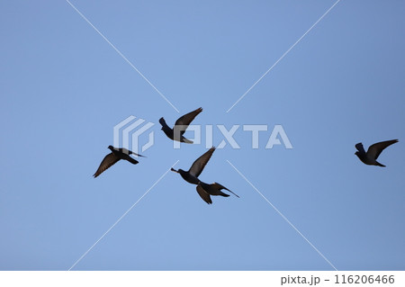 空を飛んでいる鳩 116206466