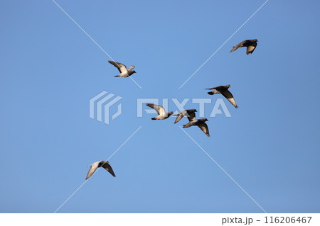 空を飛んでいる鳩 空を飛んでいる鳩 116206467
