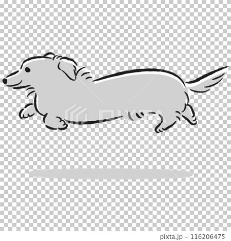 可愛的手繪插畫的奔跑臘腸犬 116206475