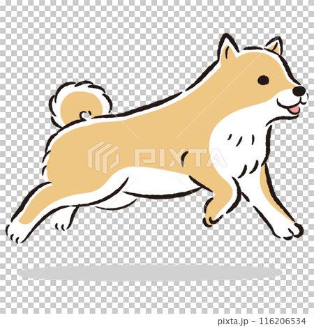 走る柴犬のかわいい手描きイラスト 116206534