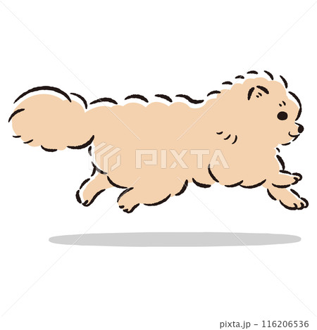 走るポメラニアンのかわいい手描きイラスト 116206536