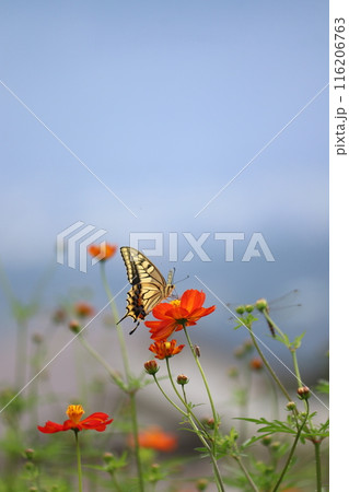 コスモスの蜜を吸うアゲハチョウ5 116206763