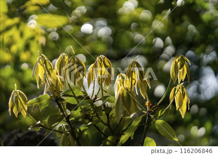 絹のような毛で覆われお辞儀しているシロダモの新芽・クローズアップ 116206846