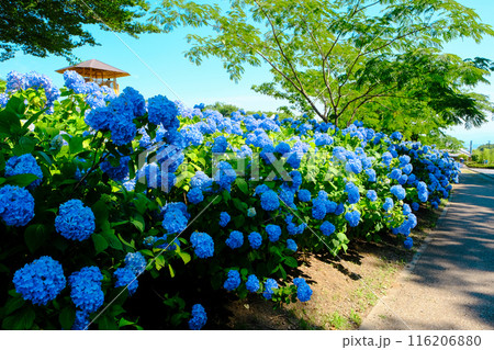 小径に咲く青い紫陽花 116206880