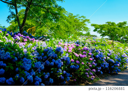 紫陽花のある遊歩道 116206881