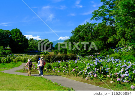 紫陽花のある公園とハイカー 116206884