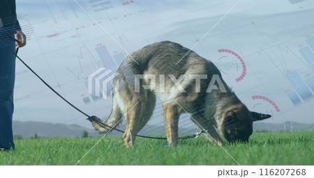 Caucasian senior woman wearing casual clothes, walking her German Shepherd 116207268
