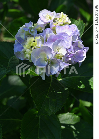 メッサリーナ・アジサイ 116207296