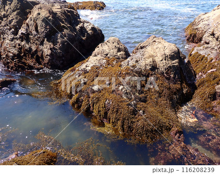ひじき　神奈川 116208239