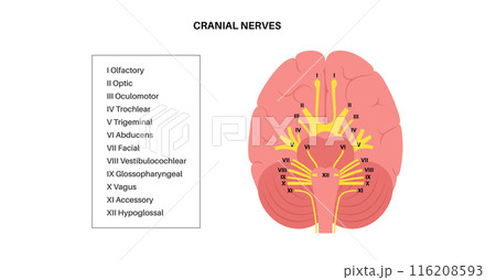 Cranial nerves anatomy Cranial nerves anatomy 116208593