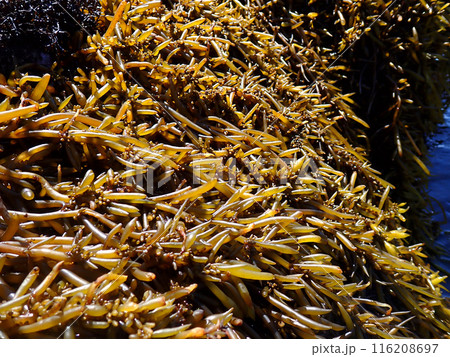 海藻　天然　ひじき 116208697