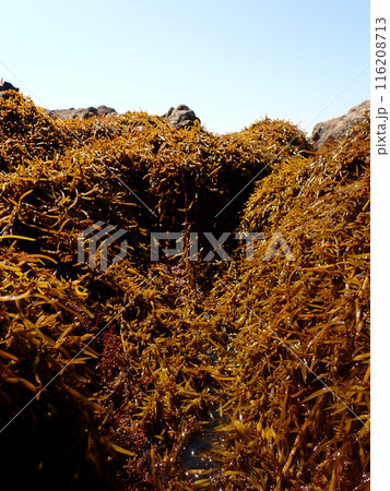 干潮時のヒジキ 116208713