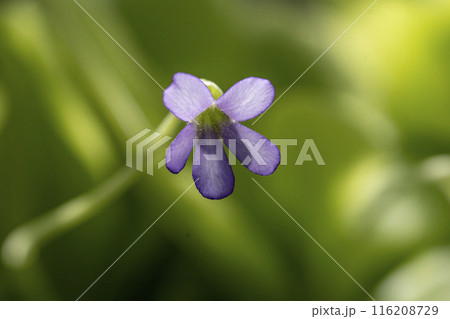 食虫植物とは見えないムシトリスミレギガンテアの可憐な紫色の花・クローズアップ 食虫植物とは見えないムシトリスミレギガンテアの可憐な紫色の花・クローズアップ 116208729