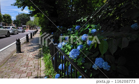 三鷹駅南口の紫陽花 116208773
